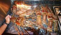 NAHEMA IV -  Crayfish
